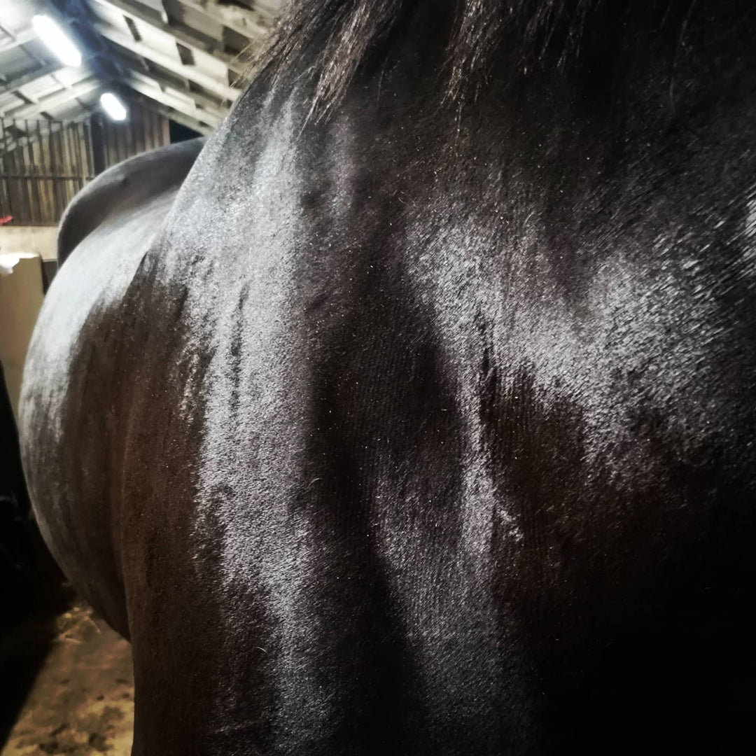 The Art and Importance of Proper Grooming Before Clipping Horses