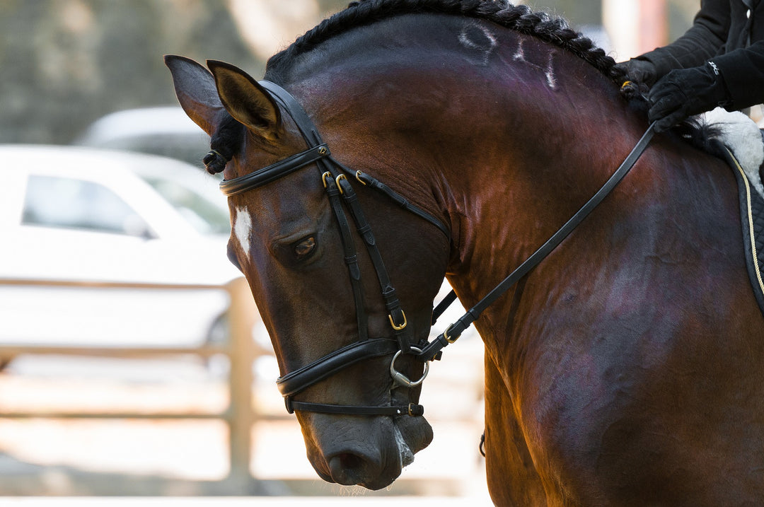A beginners guide to affiliated dressage - By Autumn Palmer Rosser