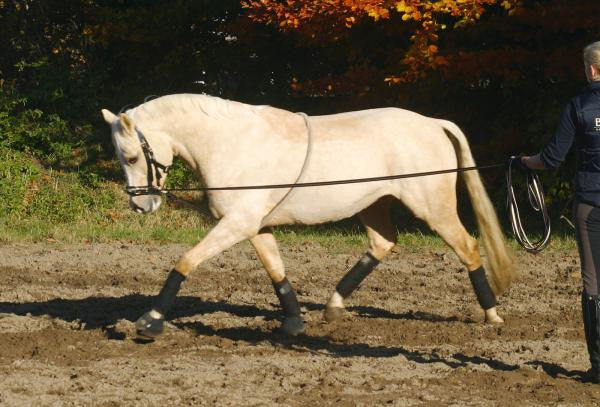 BUSSE Lunging Aid COTTON  - Eqclusive  - 1