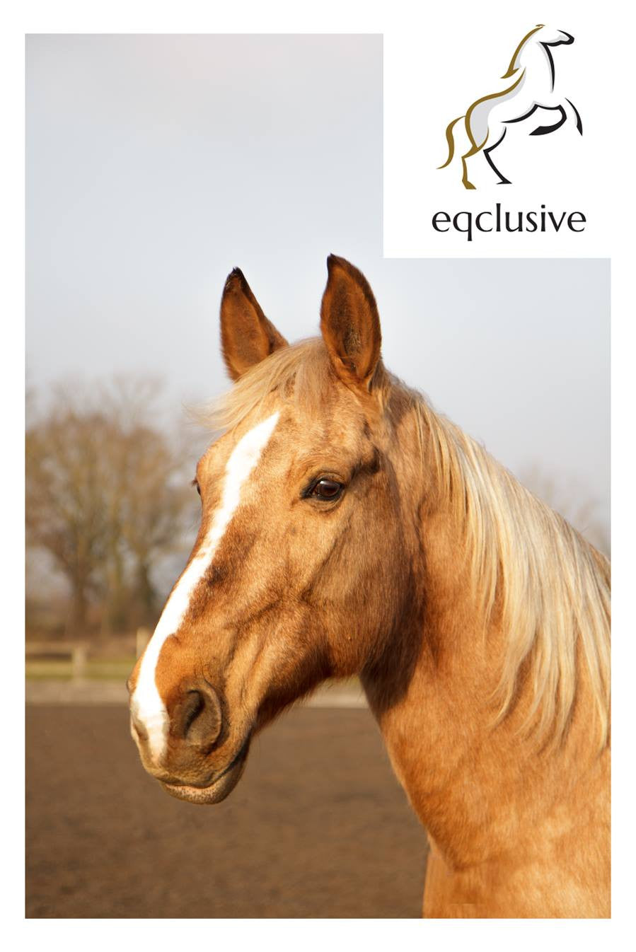 Palomino and Dun Horses - review of Eqclusive Grey Pack - by customer Helen