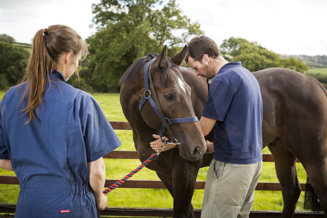 Contacting your vet - how and what to look for when your horse gets sick.