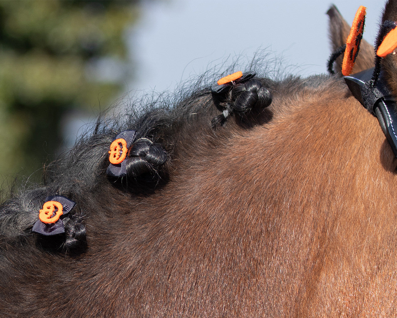 QHP Show bows Halloween