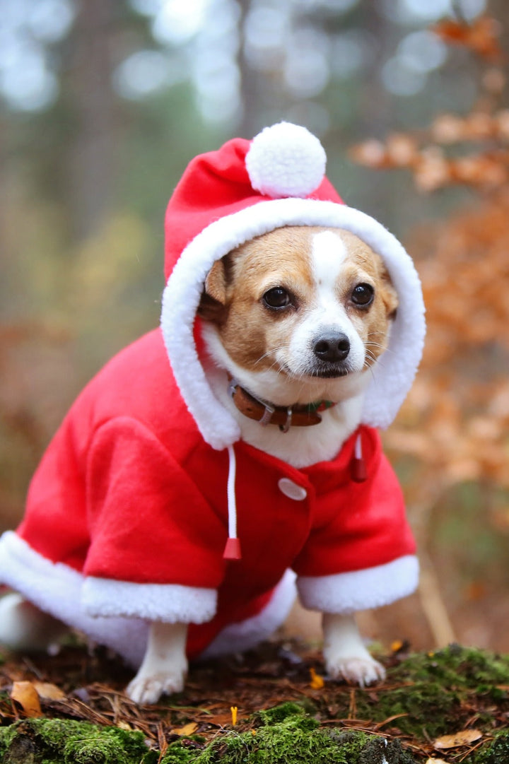 QHP Christmas Dog Coat