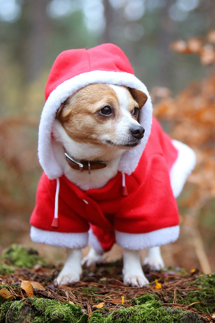 QHP Christmas Dog Coat