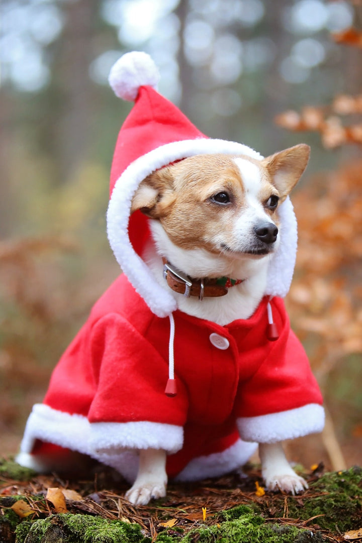 QHP Christmas Dog Coat