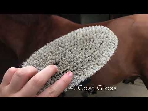 Eqclusive Chestnut Horse Pack ©