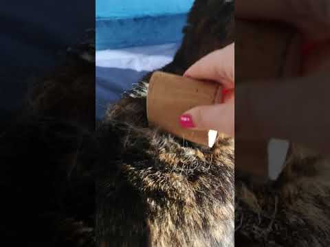 SleekEZ Small Groomer (Cat, Horse's Face/Legs, Rabbits)