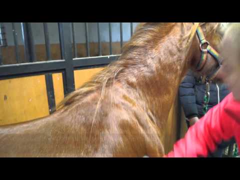 Eqclusive Chestnut Horse Pack ©