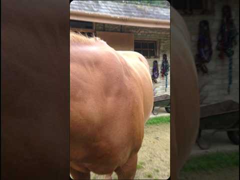 Eqclusive Chestnut Horse Pack ©