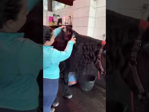 Eqclusive Mane and Tail brush