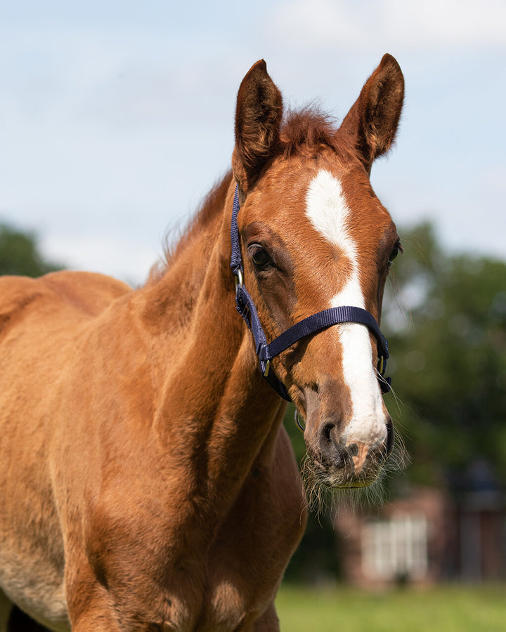 QHP Head Collar Foal