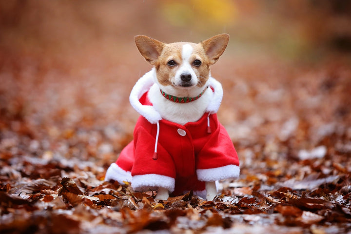 QHP Christmas Dog Coat