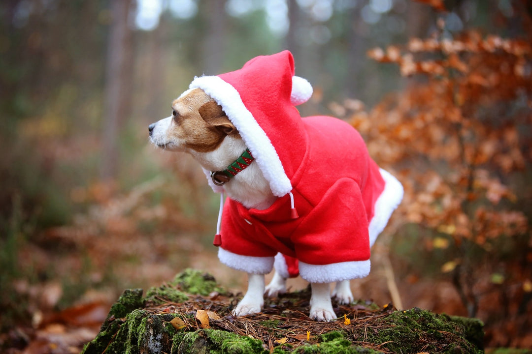 QHP Christmas Dog Coat