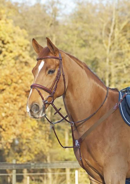 BUSSE Breastplate CAMBRIDGE Full / Cognac/Stainless Steel - Eqclusive 