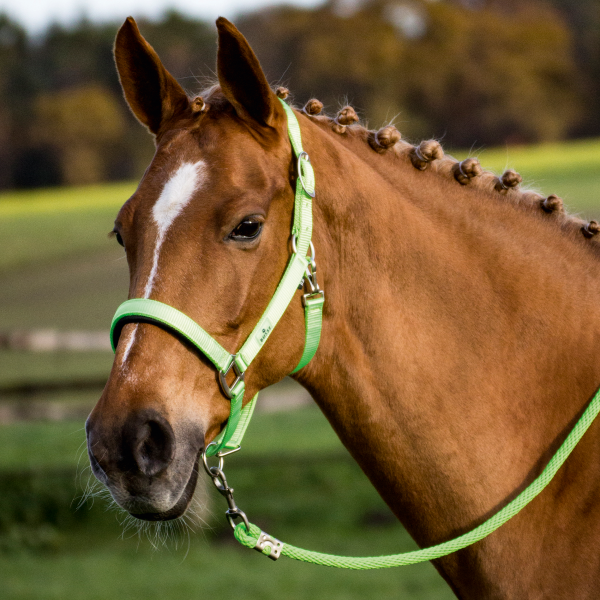 BUSSE HEADCOLLAR SOLID SOFT