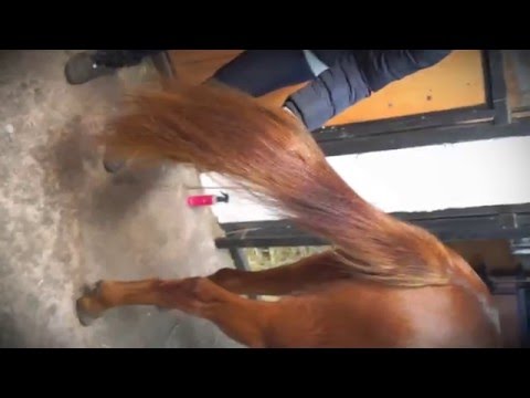 Eqclusive Mane and Tail brush