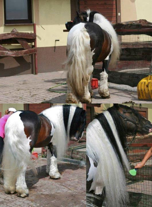 YOU & YOUR HORSE wow.... WHITE PEARL SHAMPOO white / grey horses shampoo concentrate  - Eqclusive  - 4